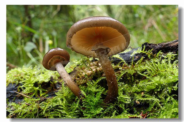 2噸天燃?xì)鉄崴仩t廠商哪家性價(jià)比高？